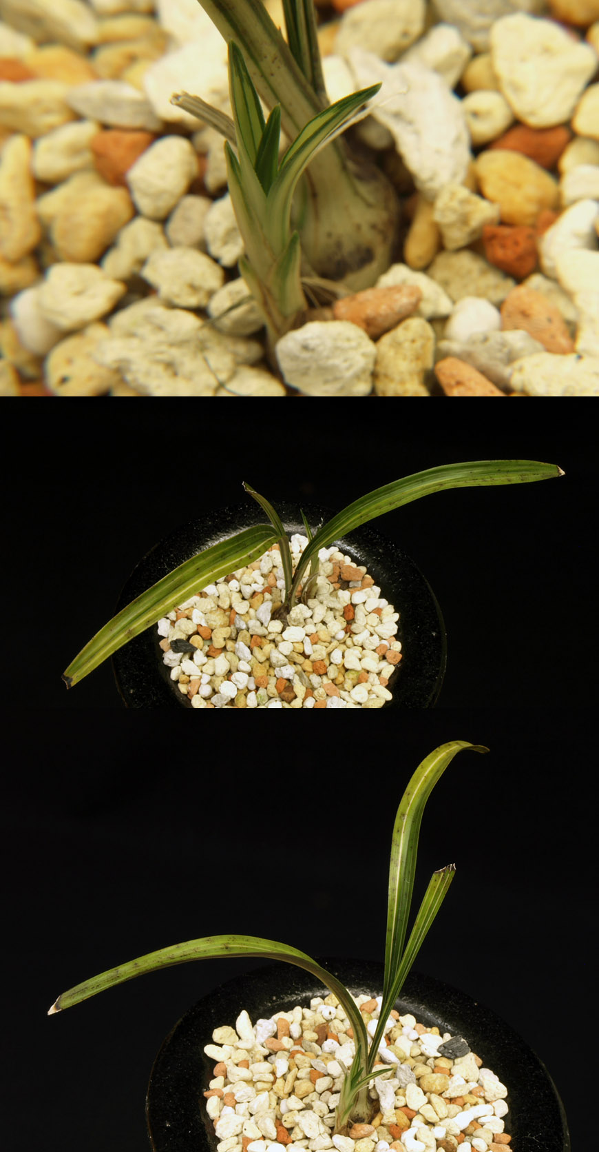 ������ ū������ �� �� �ֽ��ϴ�.